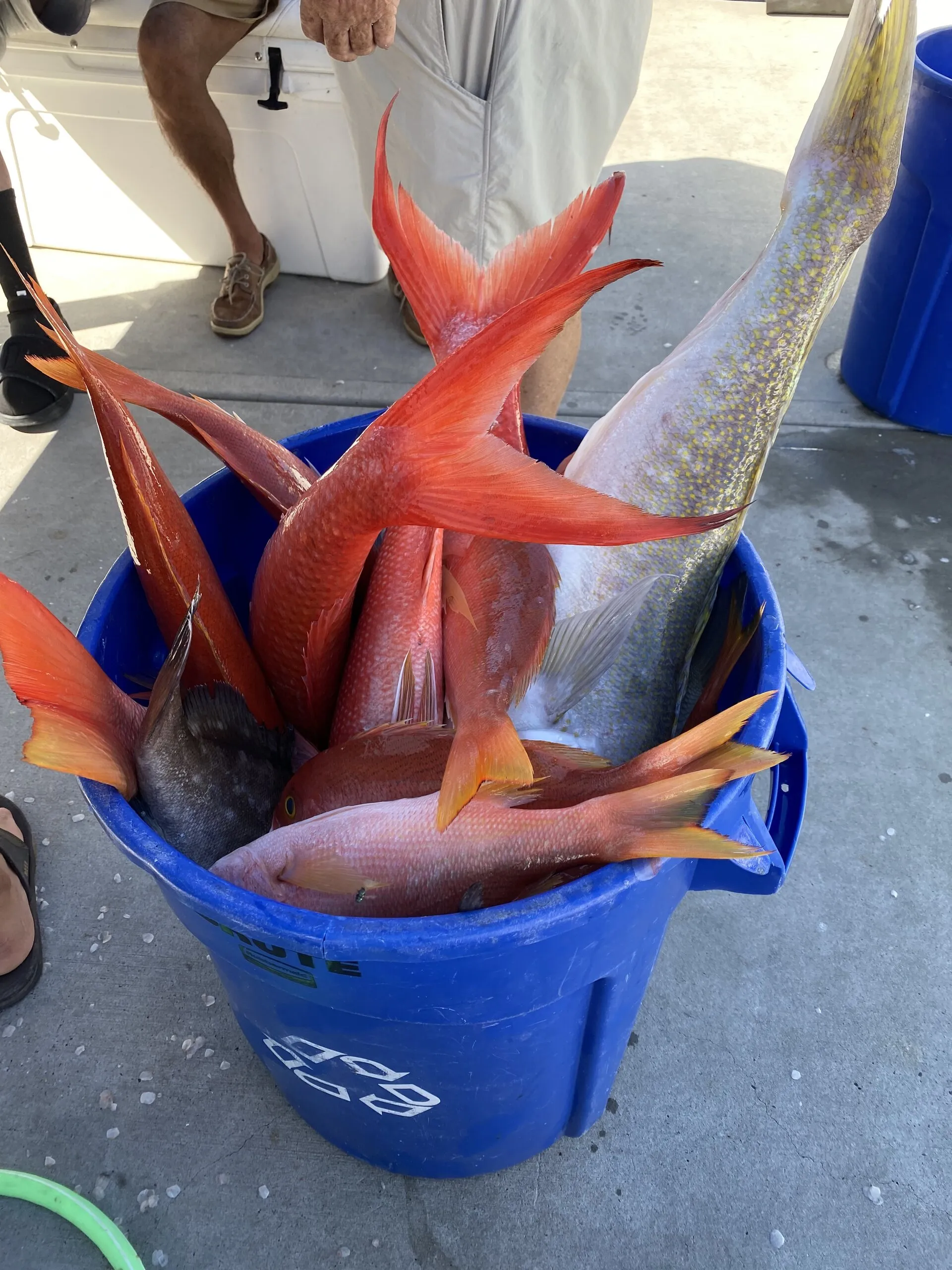 Bucket of red snapper