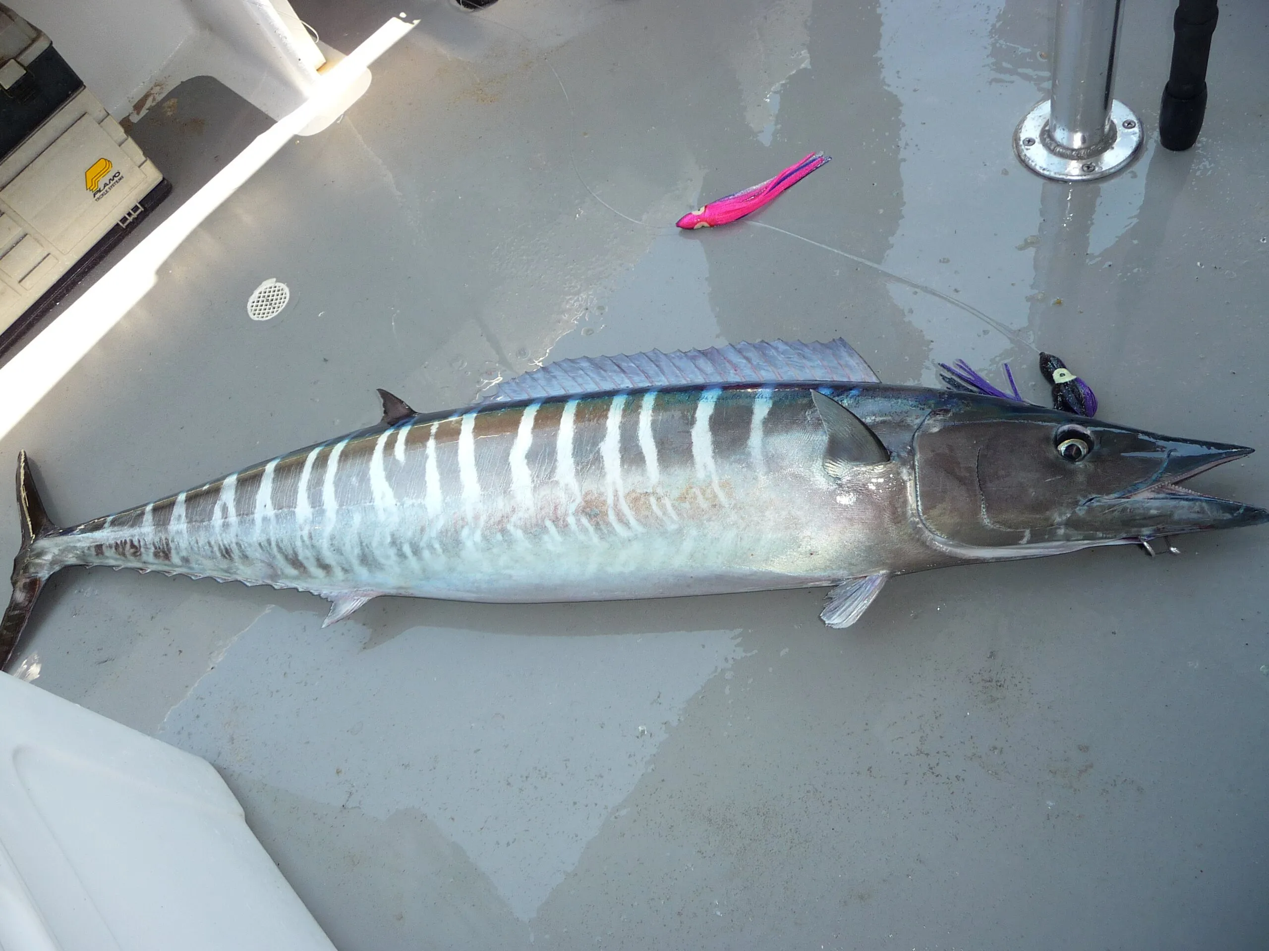 Wahoo on the deck